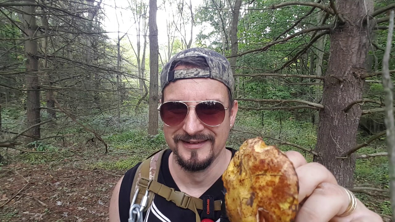 White Pine bolete and Granulated bolete mushroom