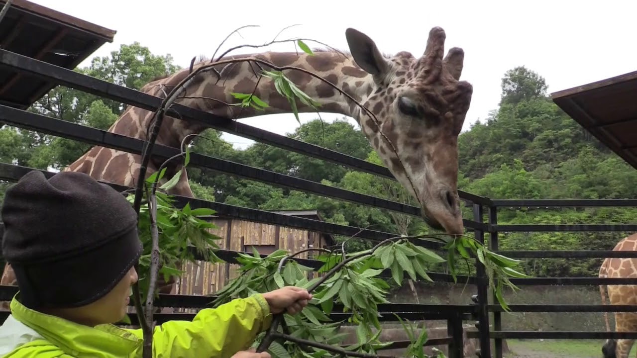 キリンごはんタイム Giraffe Breakfast