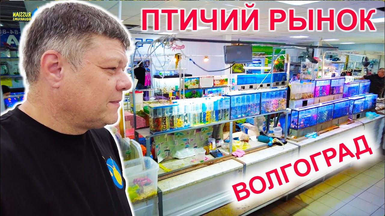 Птичий рынок Волгоград 20.09.2025