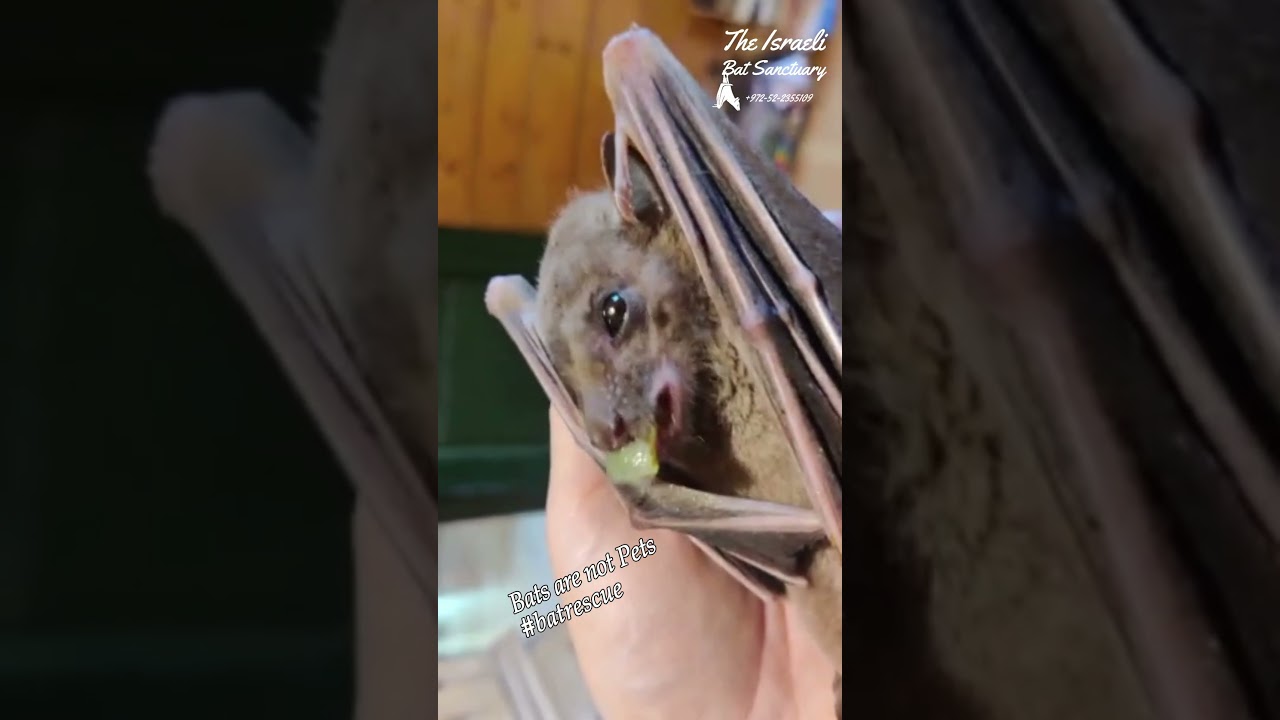 Gorgeous elderly bat is enjoying a grape with foster mom. 