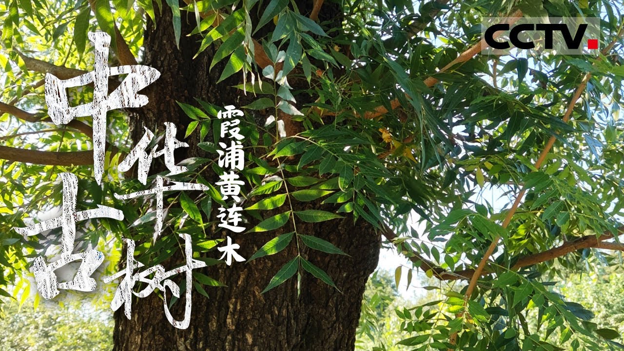《中华古树》霞浦黄连木：古城墙上的生命奇迹 数百年来 它们与城墙共历风雨相伴沧桑【CCTV纪录】