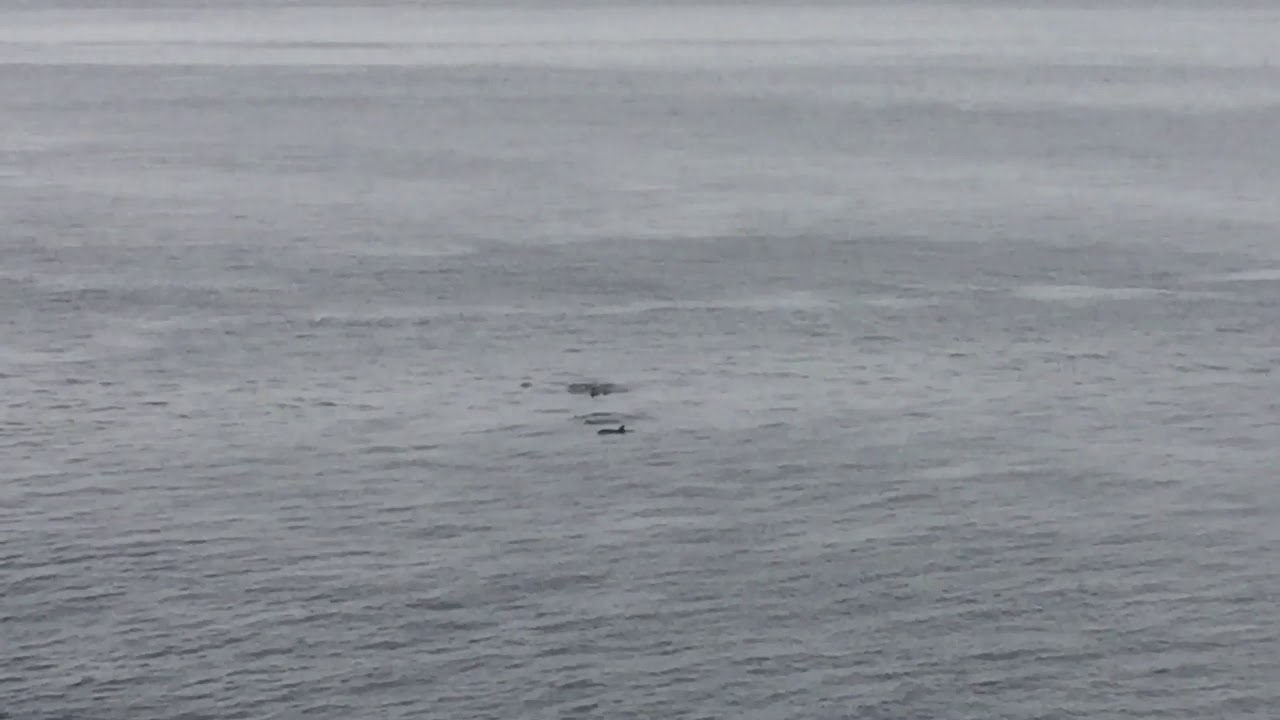 Dolphins in Northern Ireland