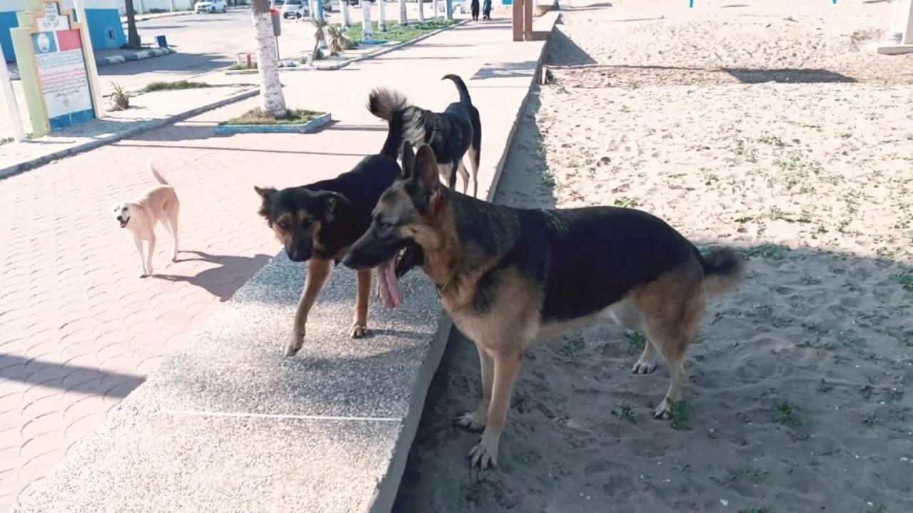 اجمل بارجي شفت في البحر 🐕