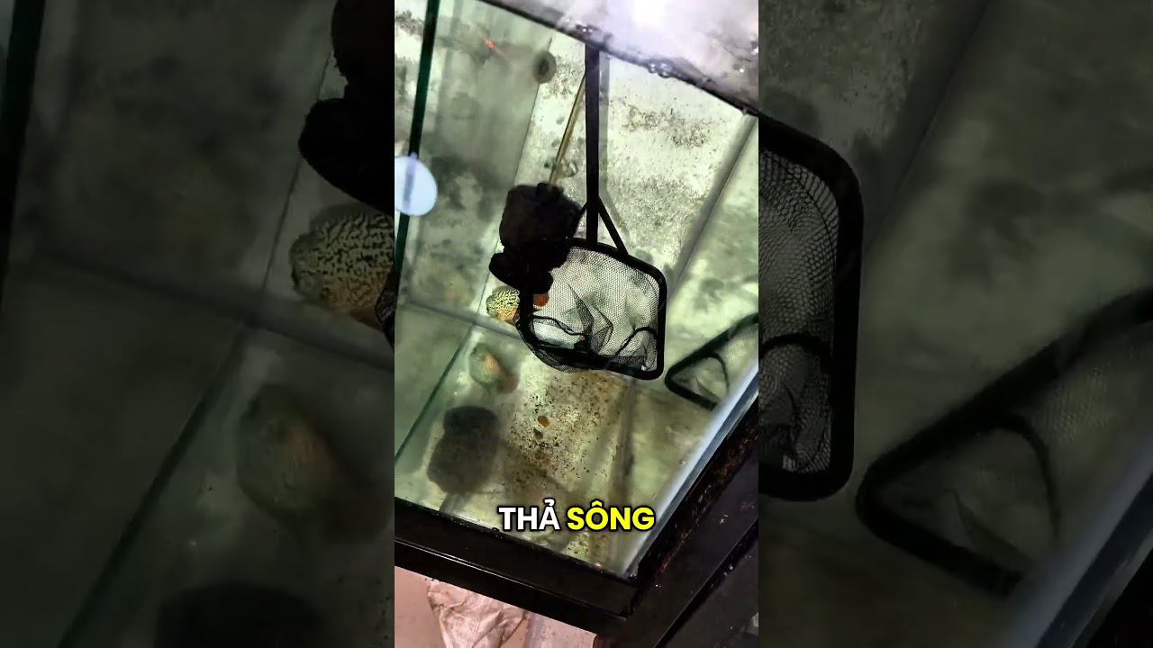 Con Cá Như Cc 🤣🤣 