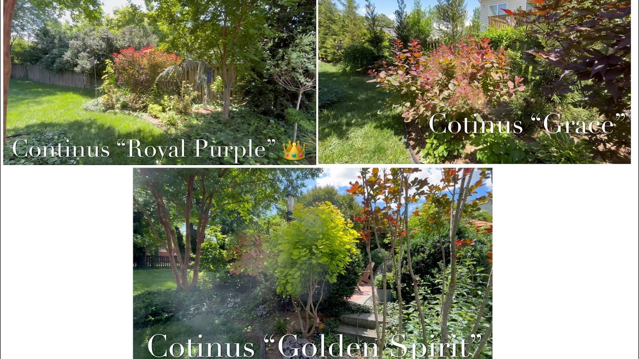 Cotinus “Royal Purple”, “Grace”, and “Golden Spirit” Smoketrees