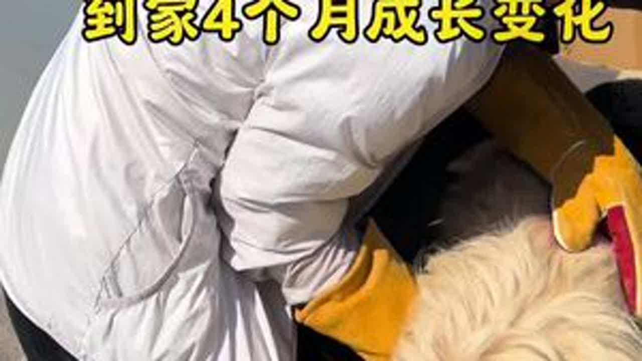 关于我收养到两只高颜值姐妹花流浪狗狗，4分钟带大家看4个月的成长故事#流浪狗不再流浪 #流浪狗狗的故事 #流浪狗后续