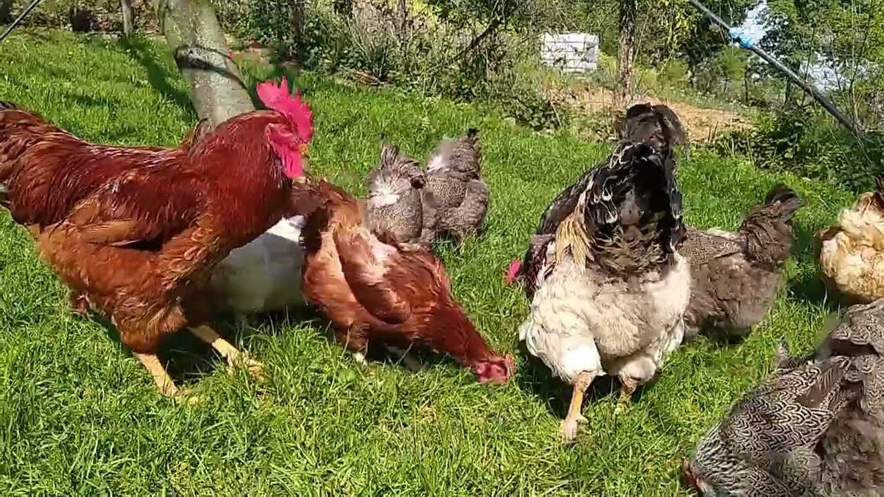 KÖY TAVUKLARI