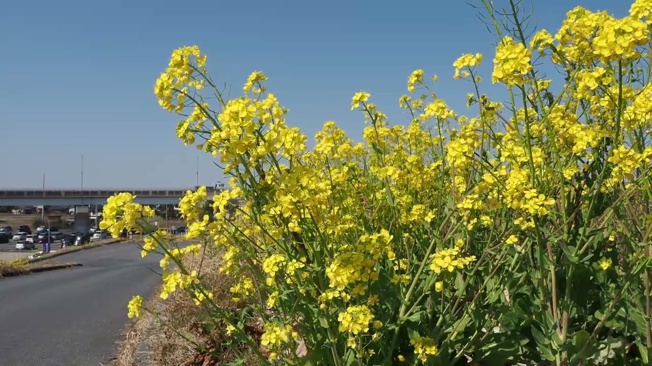 Spring rapeseed flowers + piano music
