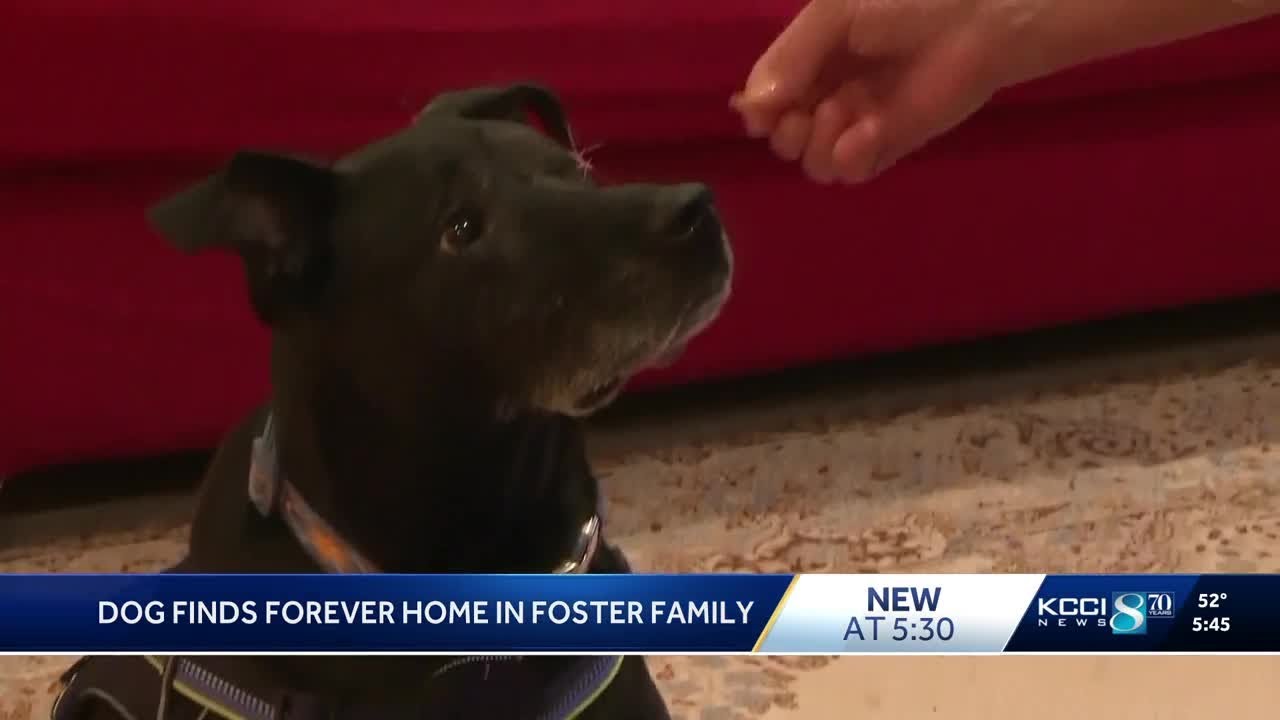 'Good Boy' finds fur-ever home with foster family in Ames