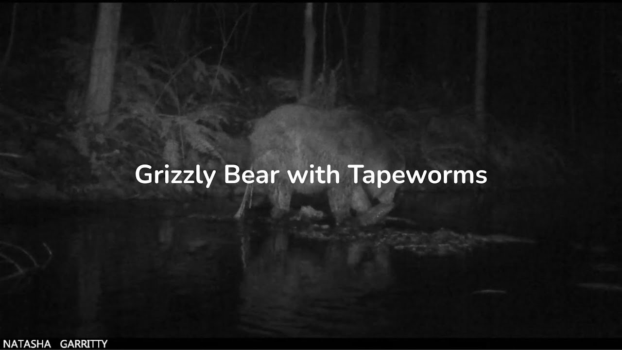Grizzly Bear with Tapeworms Foraging Salmon | Trail Camera Footage