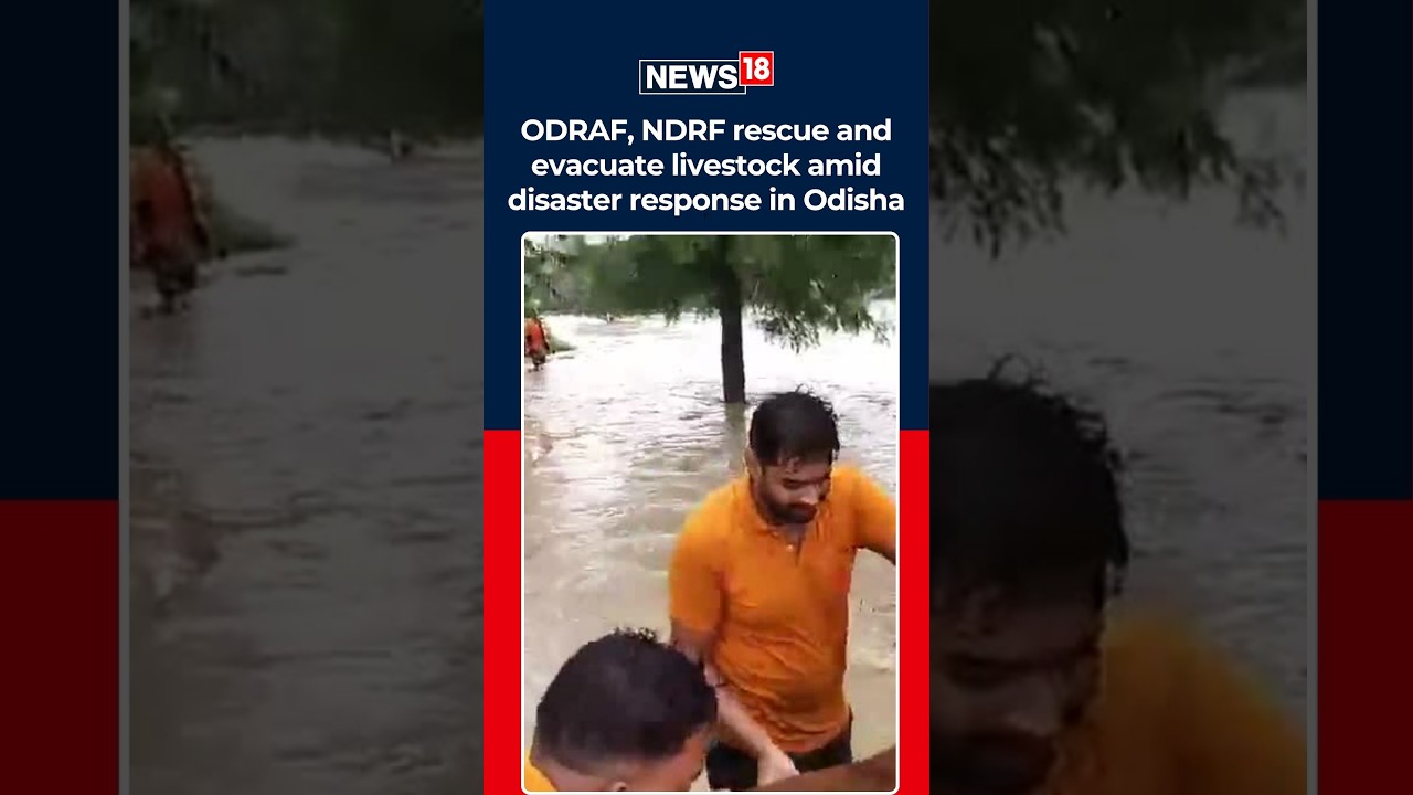 ODRAF & NDRF Rescue Livestock Amid Odisha Floods | Dramatic Animal Rescue Operations | News18