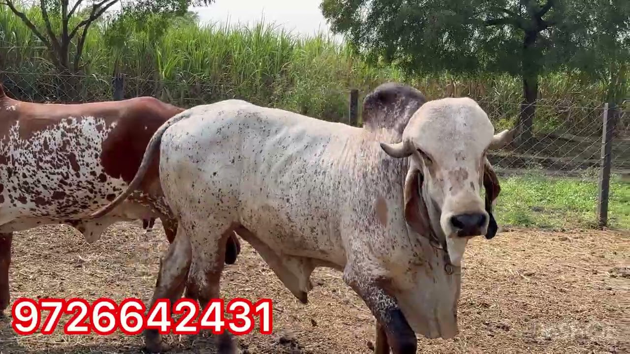 Dada Gir Gaushala