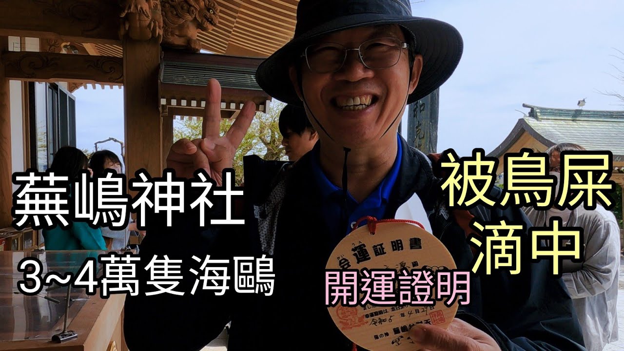 蕪嶋神社紀行（賞鳥不用帶大砲，3萬多隻海鷗是神的使者，走鳥屎運的人，能好運一整年）我中獎了！