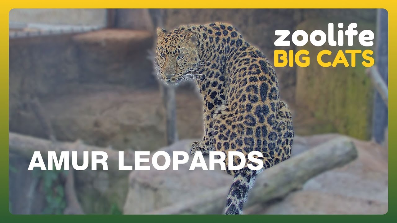 Zoolife Big Cats 🐆 | What Has Tamur the Amur Leopard Been Up To Recently?