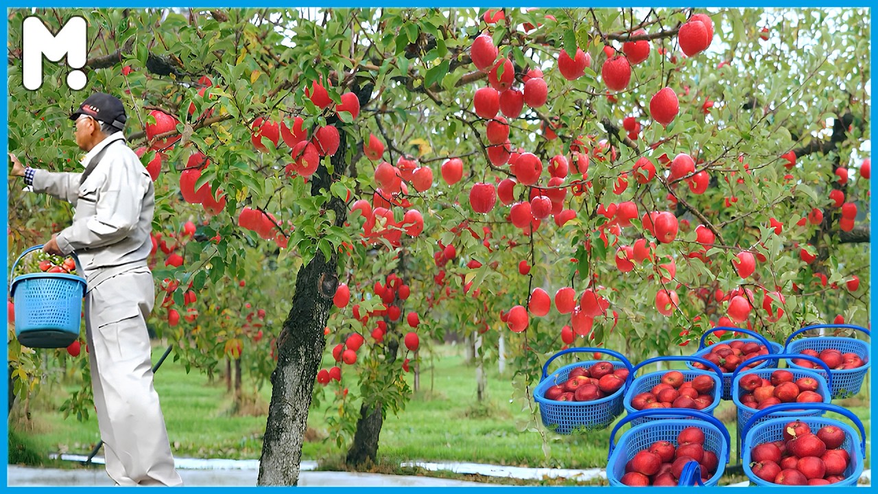 How Japan Harvest Millions of Fuji Apples 🍎| Awesome Japanese Apple Farming Agriculture Technique