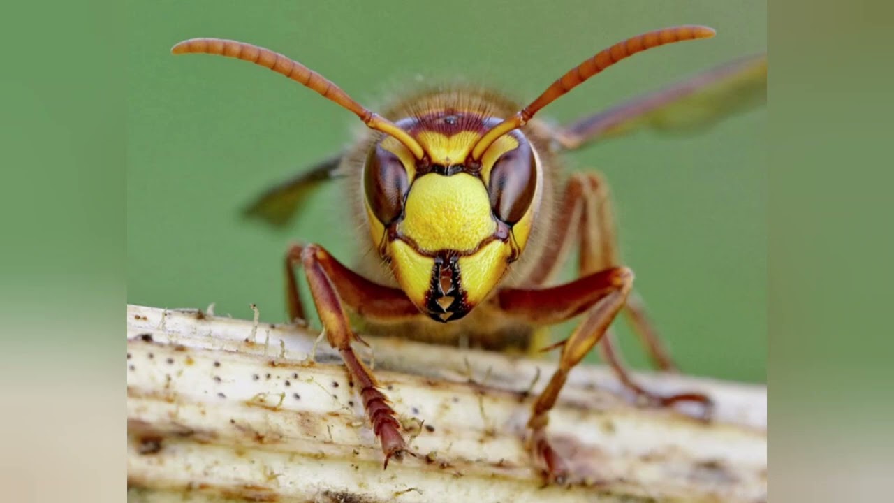 Compiled a list of 22 types of Hornet species. Name list in the description.