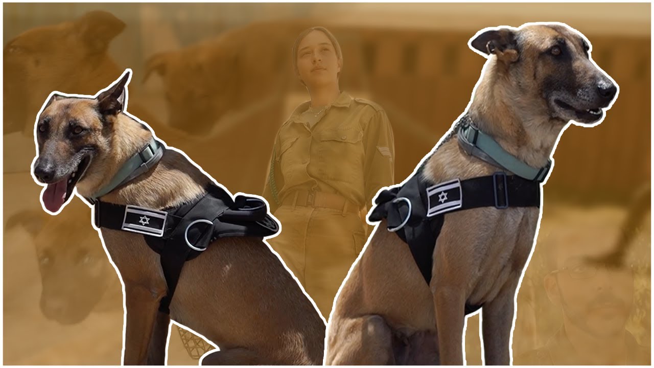 Inside Scoop with IDF Dog Trainer