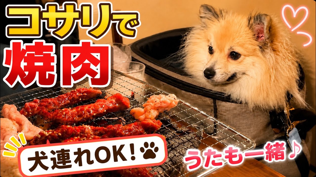 【ペット同伴OK】ポメラニアンのうたと札幌の焼肉コサリへ