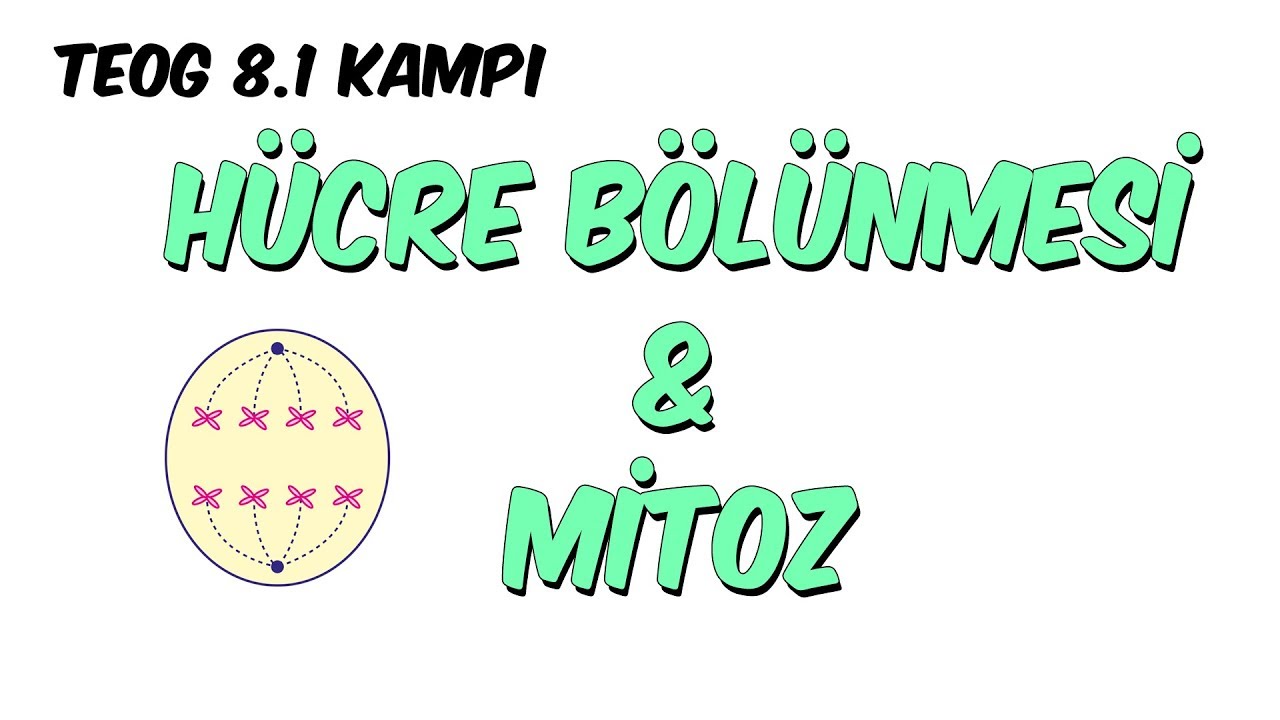 Hücre Bölünmesi ve Mitoz | 8.1 Kampı