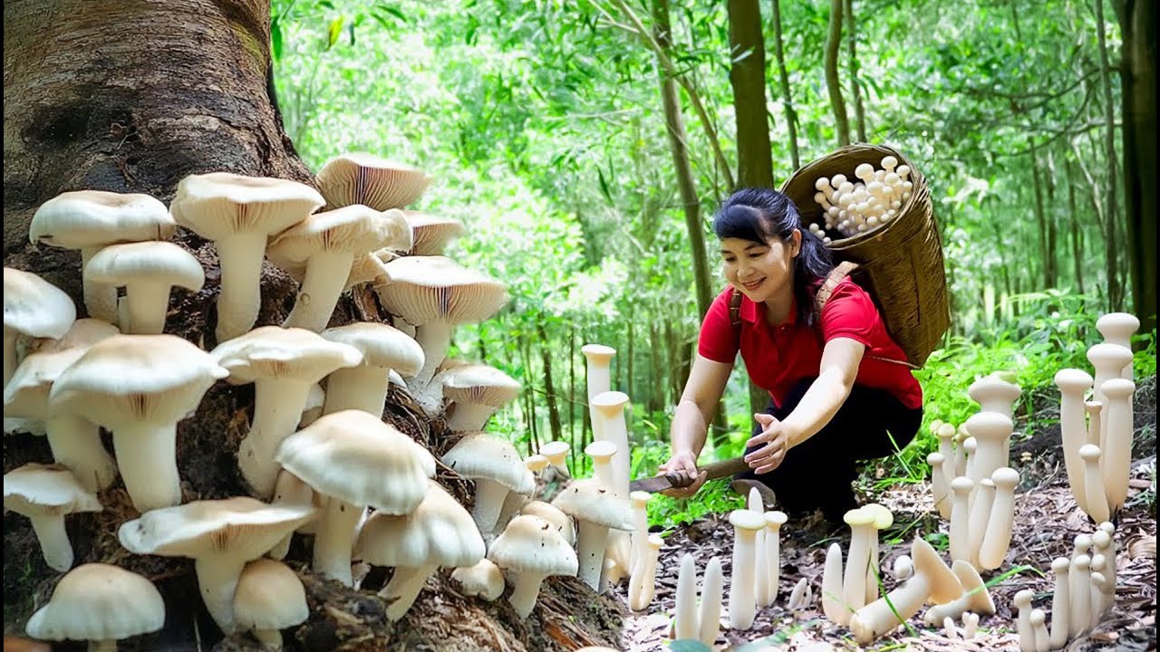 Harvest Durian and Mushroom, Goes To Market Sell - Harvest and Cooking | Daily Life