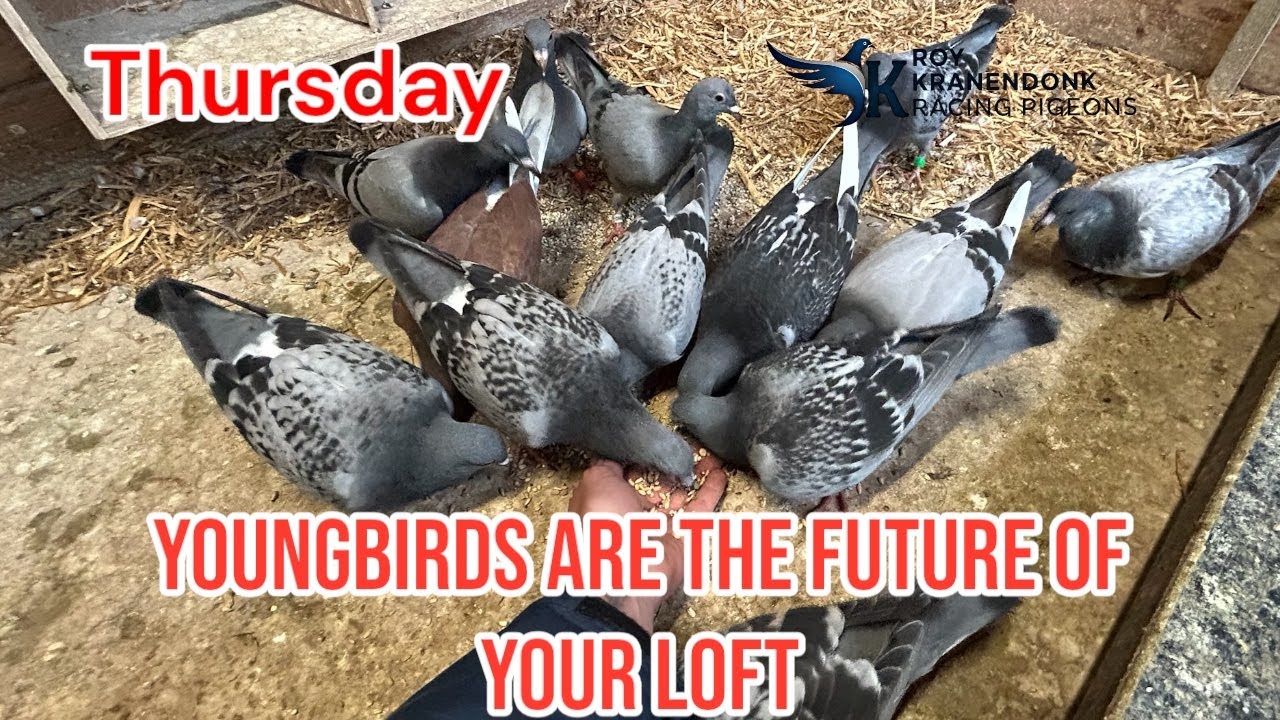 Thursday | Youngbirds are the Future of Your Loft | Racing Pigeons |