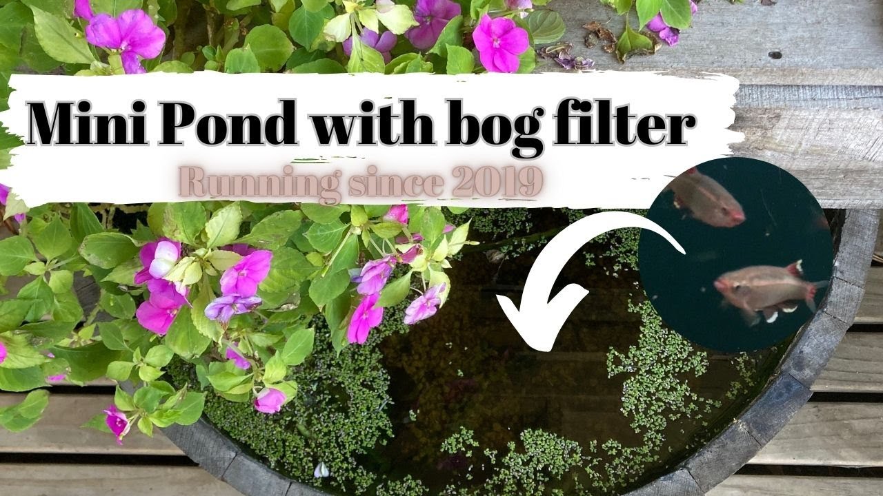 DIY Patio pond with bog filter