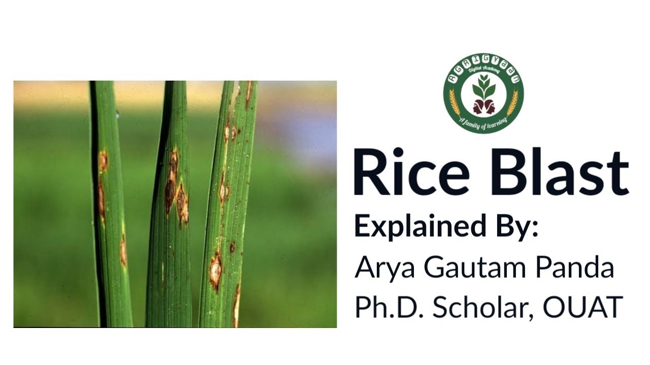 Blast Disease of Rice| Plant Pathology