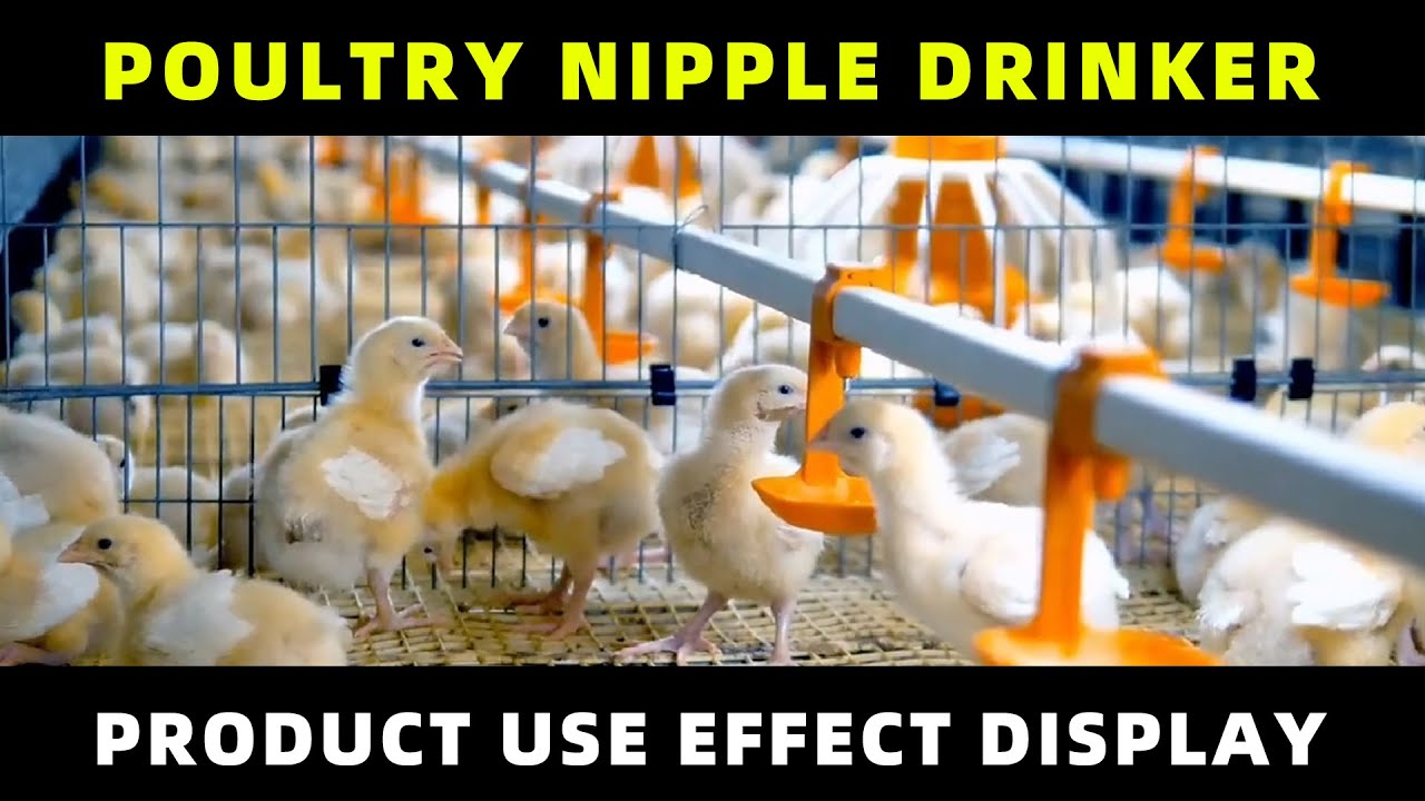 Poultry nipple drinker product use effect