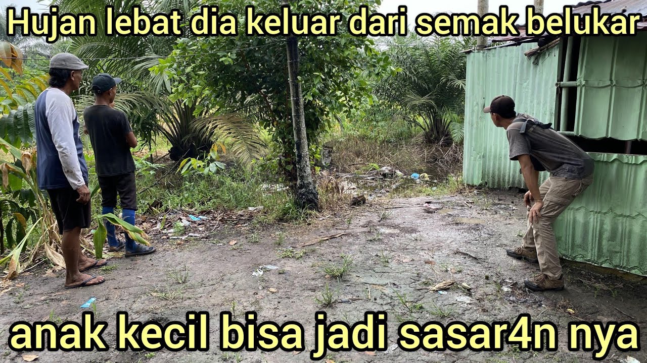 PENGEJARAN SAAT HUJAN LEBAT ULAR PYTHON BESAR BERSEMBUNYI DI DEKAT KEBUN