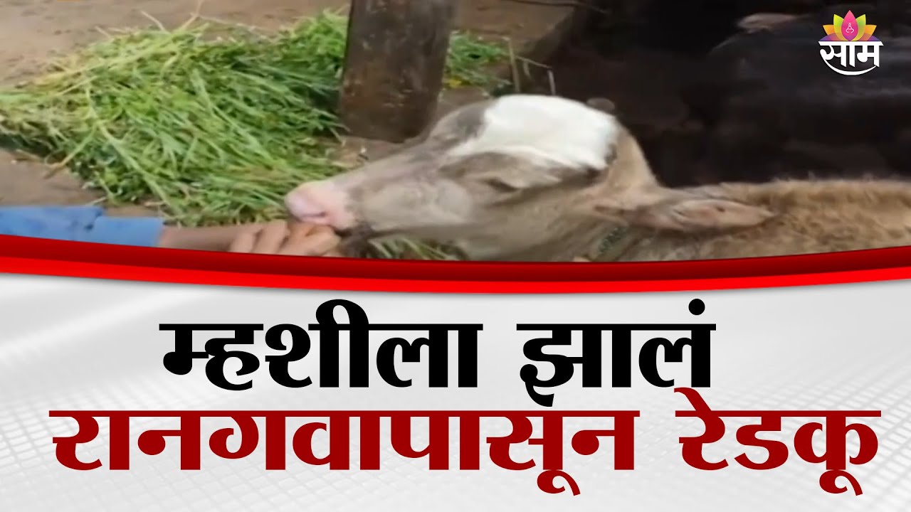 ऐकावं ते नवलच! म्हशीला झालं रानगवापासून रेडकू | Rayreshwar Plateau rare creature,