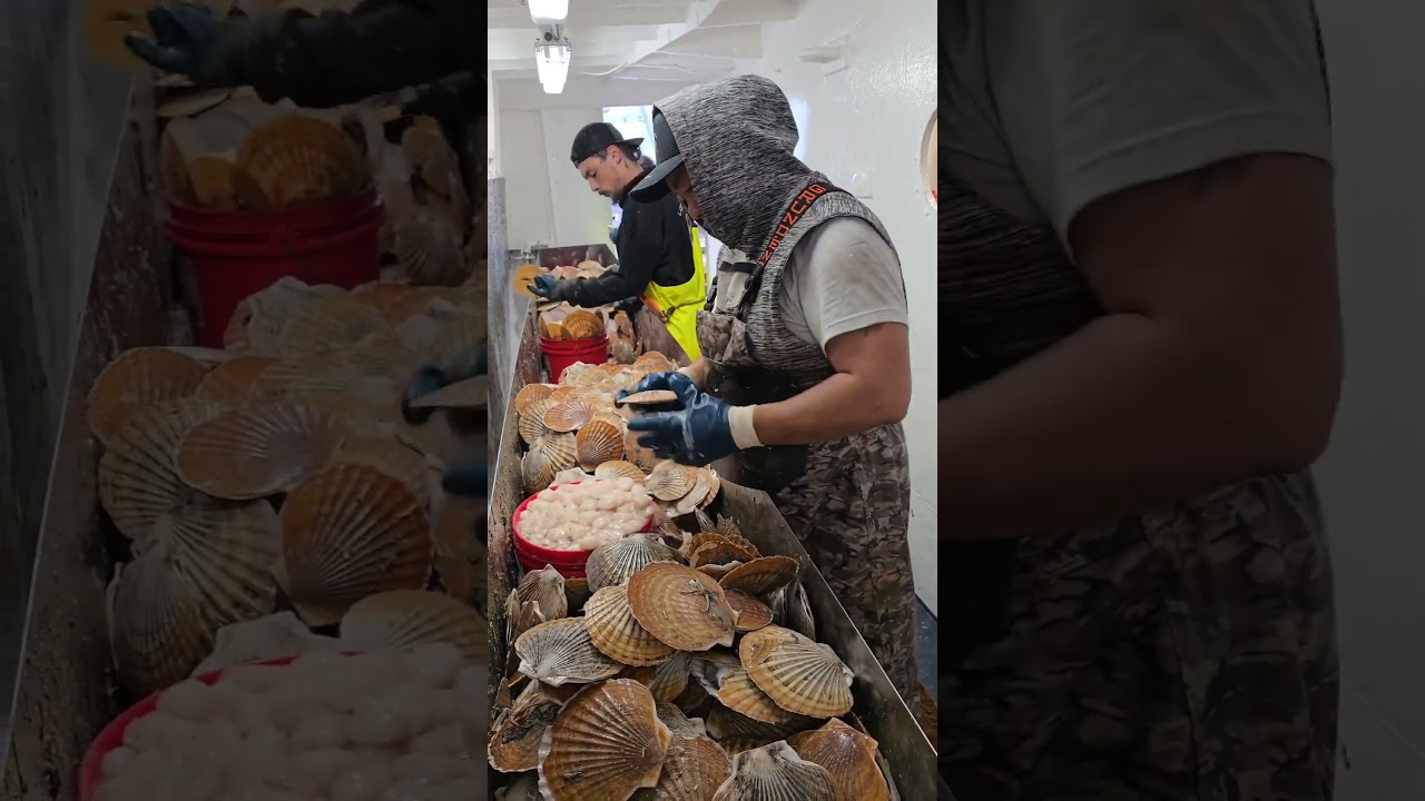 A Day in the Life of an Alaska Scallop Fisherman. #fishing