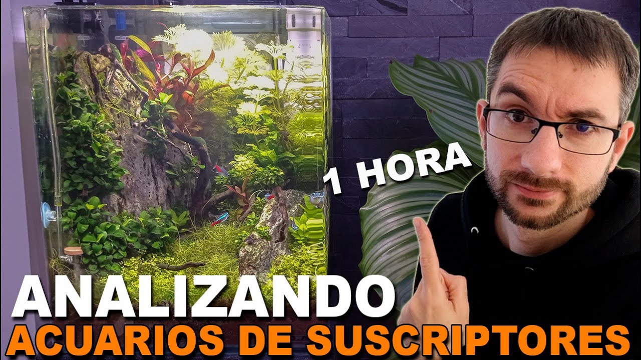🕵️ Acuarios de Suscriptores Nº41: ¡Análisis de más de 30 Acuarios en el Especial de 1 Hora!