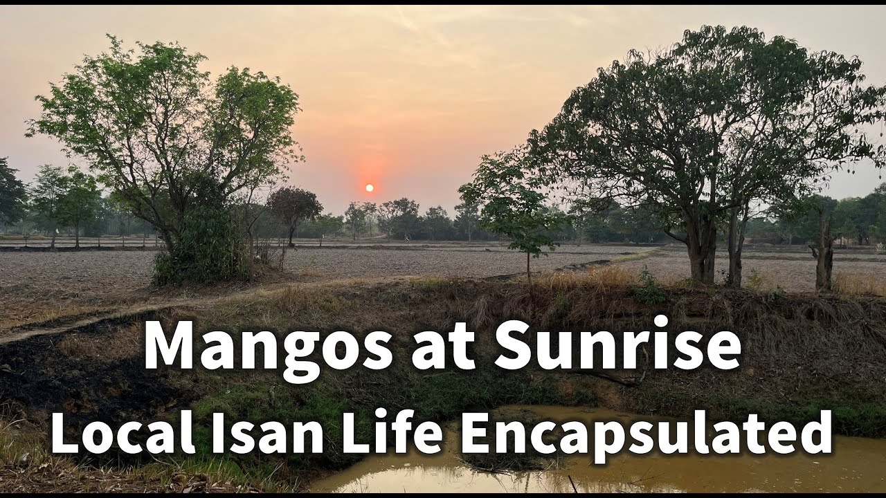 Mangos at Sunrise! Living My Best Life