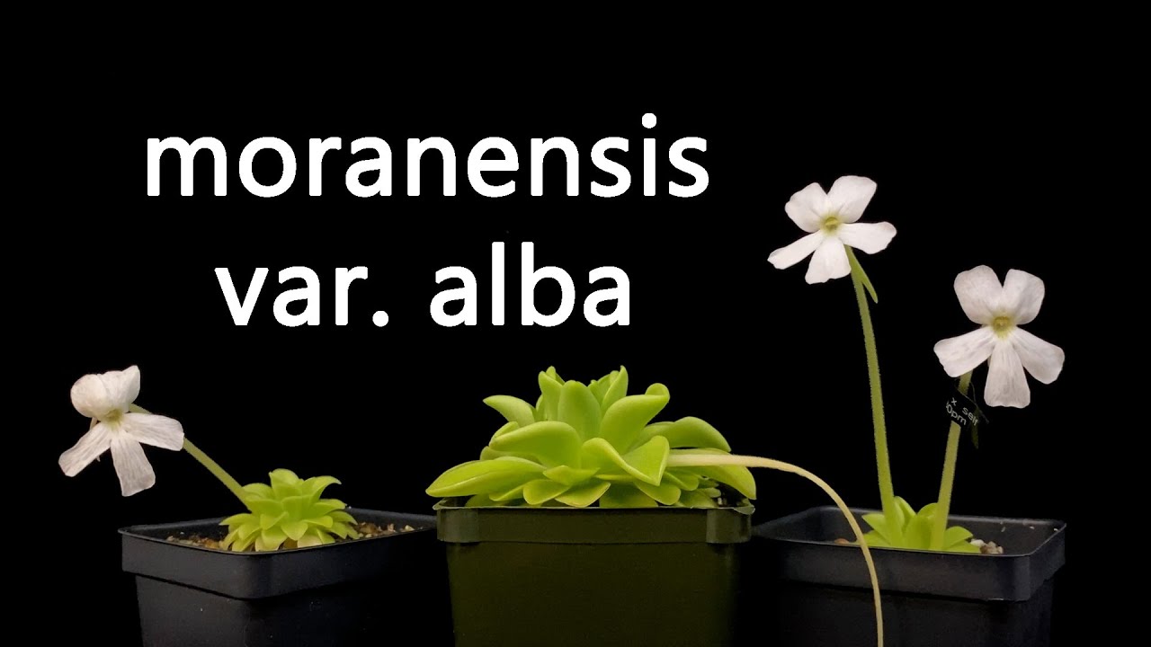 Plant Highlight: Pinguicula moranensis var. alba (25 km from San Cristóbal, Mexico)