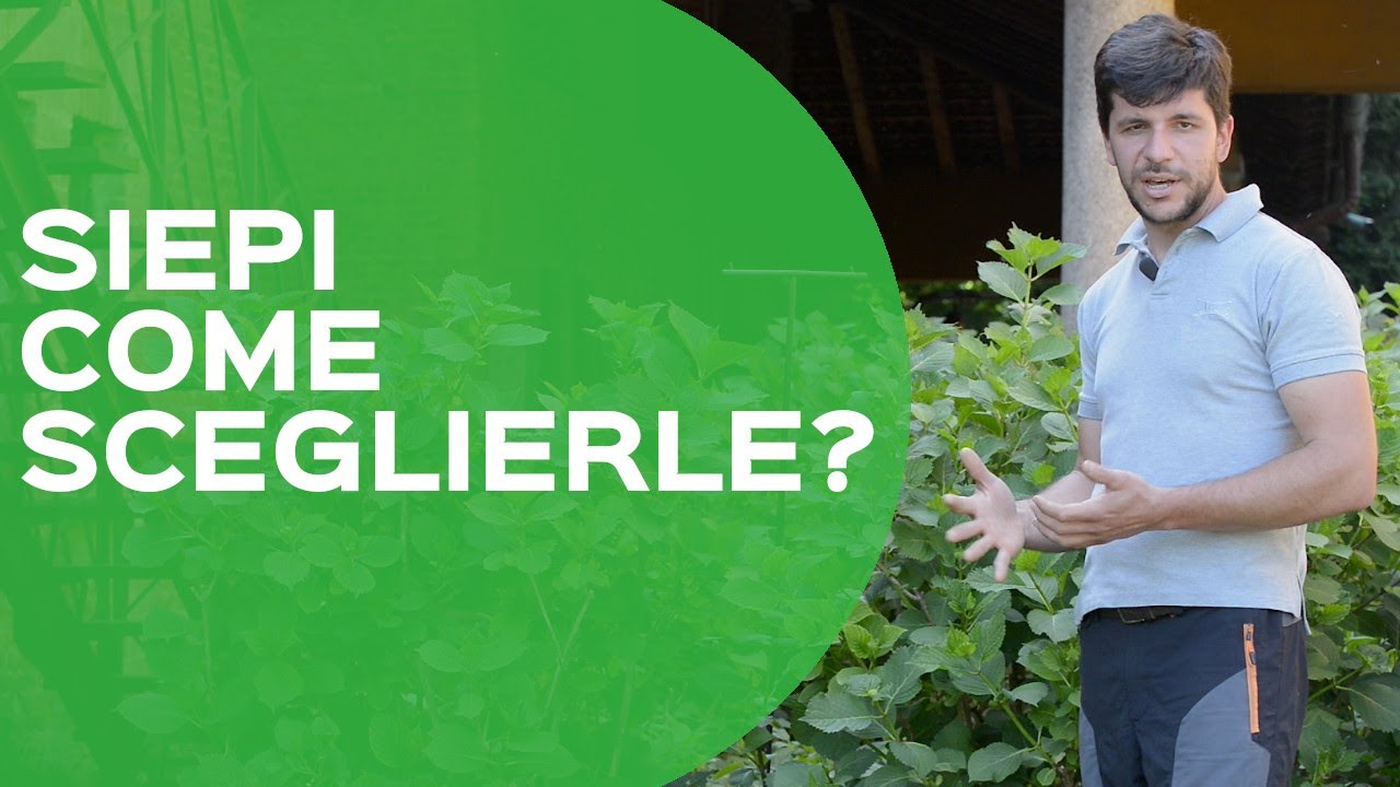 Quale siepe usare per un giardino e terrazzo fiorito e colorato