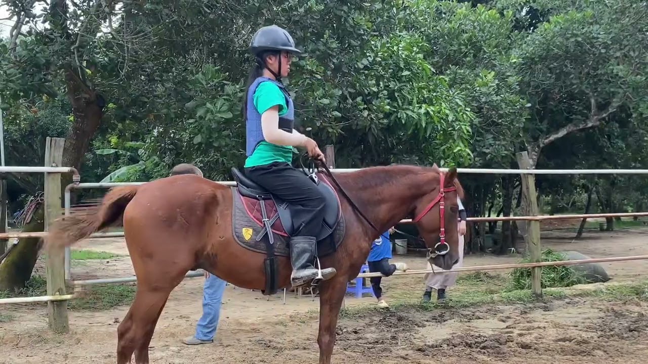 Luyện Tập Vượt Chướng Ngại Vật Cùng Ngựa