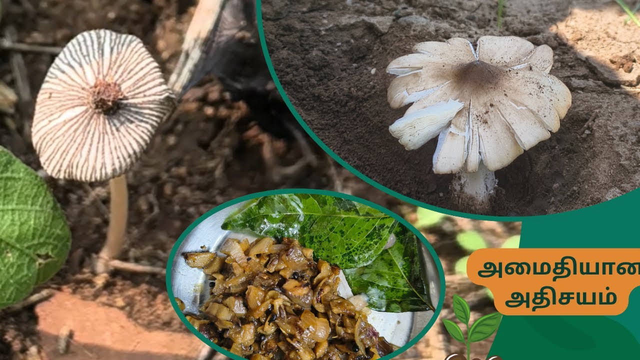 Organic soil | இயற்கை  சொல்ல வரும் சிறிய செய்தி | Why Mushrooms Grow Naturally in Farm Soil? |Nature
