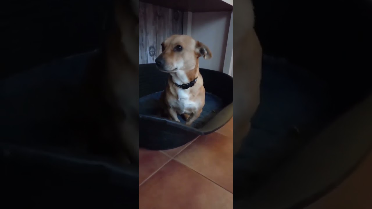 Cute dachshund dog needs a home - Cuki tacsko kutyus gazdit keres