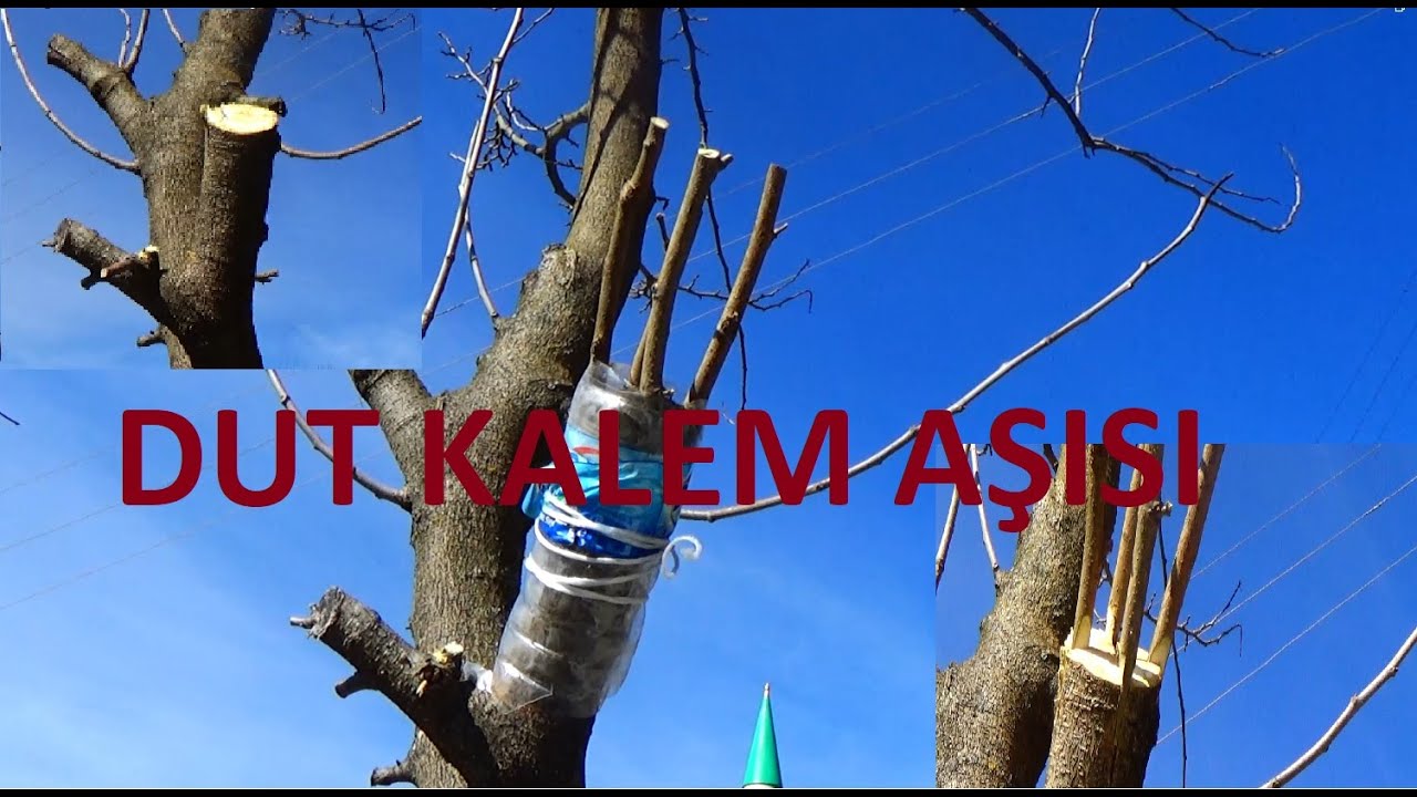 Dut ağacı nasıl aşılanır , kalem aşısı  #dutkalemaşı