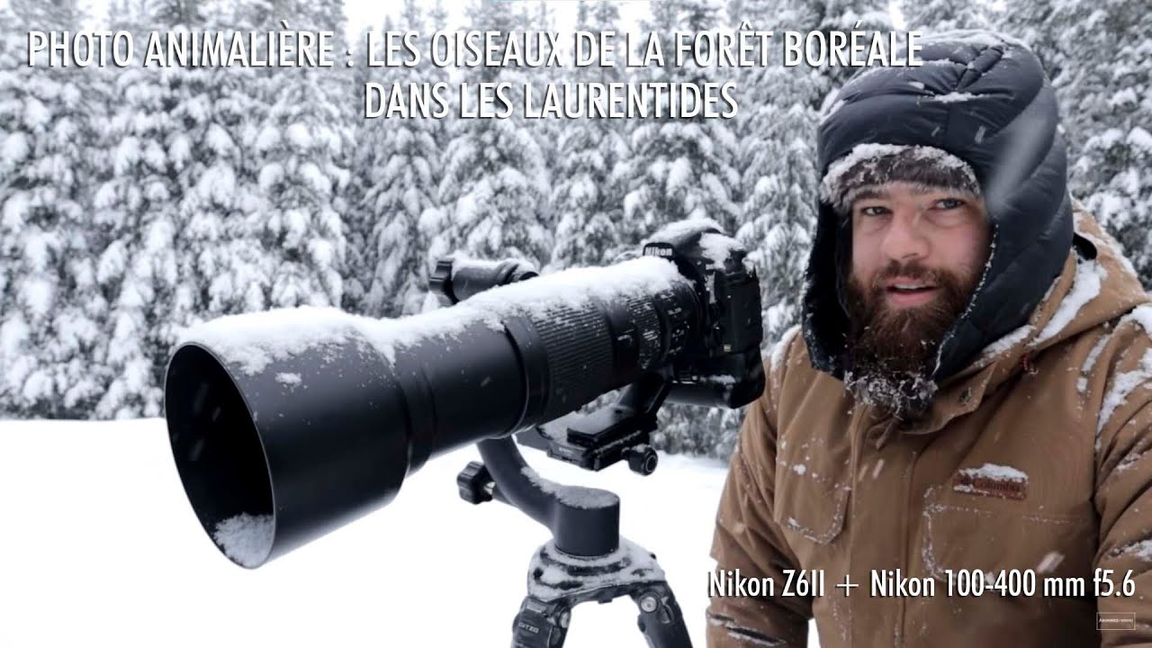 Sortie photo : Les oiseaux de la forêt boréale dans les Laurentides avec le Nikon 200-500mm f5.6