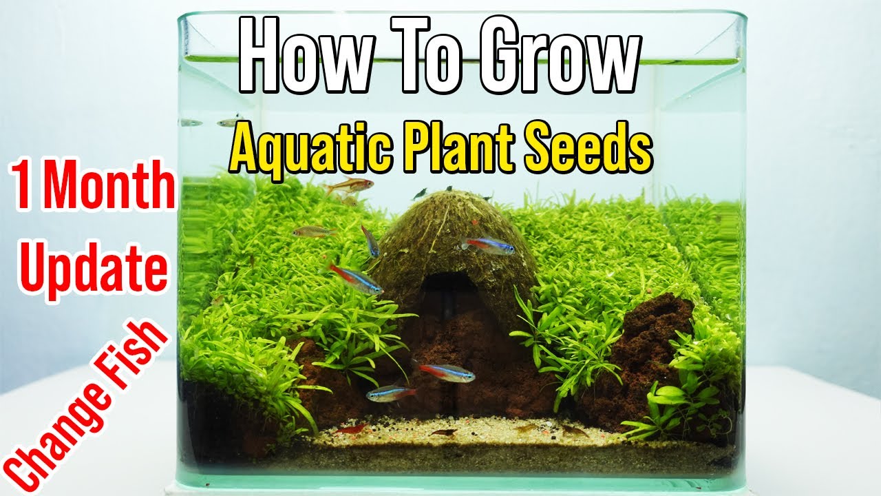 How To Grow Aquatic Plant Seeds Fish Tank Hobbit House (1 Month Update)