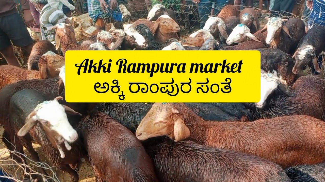 Akki Rampura market sheep and goats 