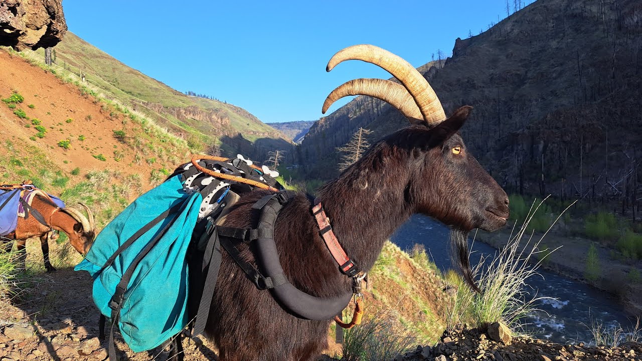 Goatpacking on Oregon's Wenaha Trail