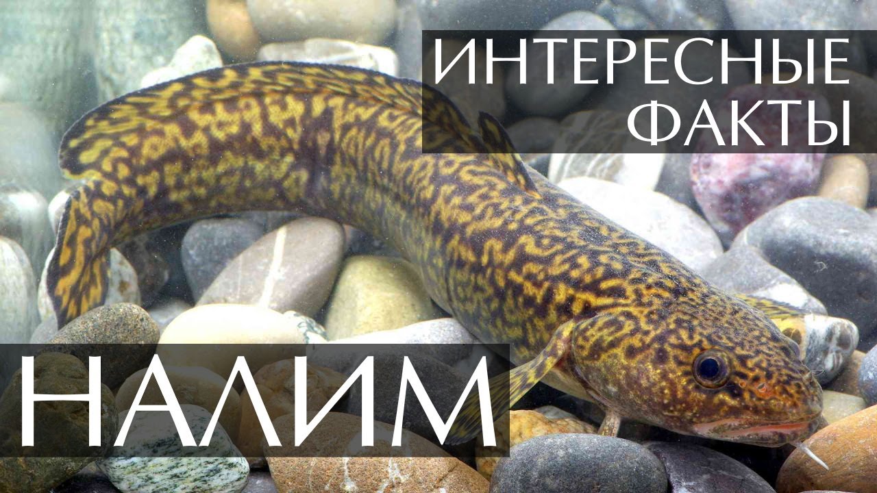 Налим - интересные факты о рыбе