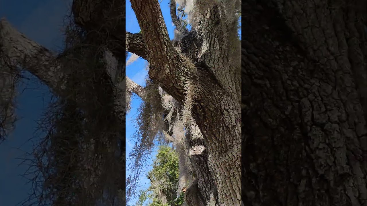 Spanish Moss - Up close and Personal. 🌴👍💥🐊🙏
