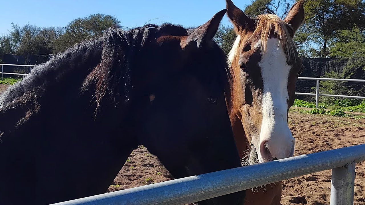 مشيت لأحسن إسطبل الخيول🐎 أجي تشوفو معايا جودة الإنتاج المغربي❤️الأجواء ياسلام#الخيل_العربية_الأصيلة