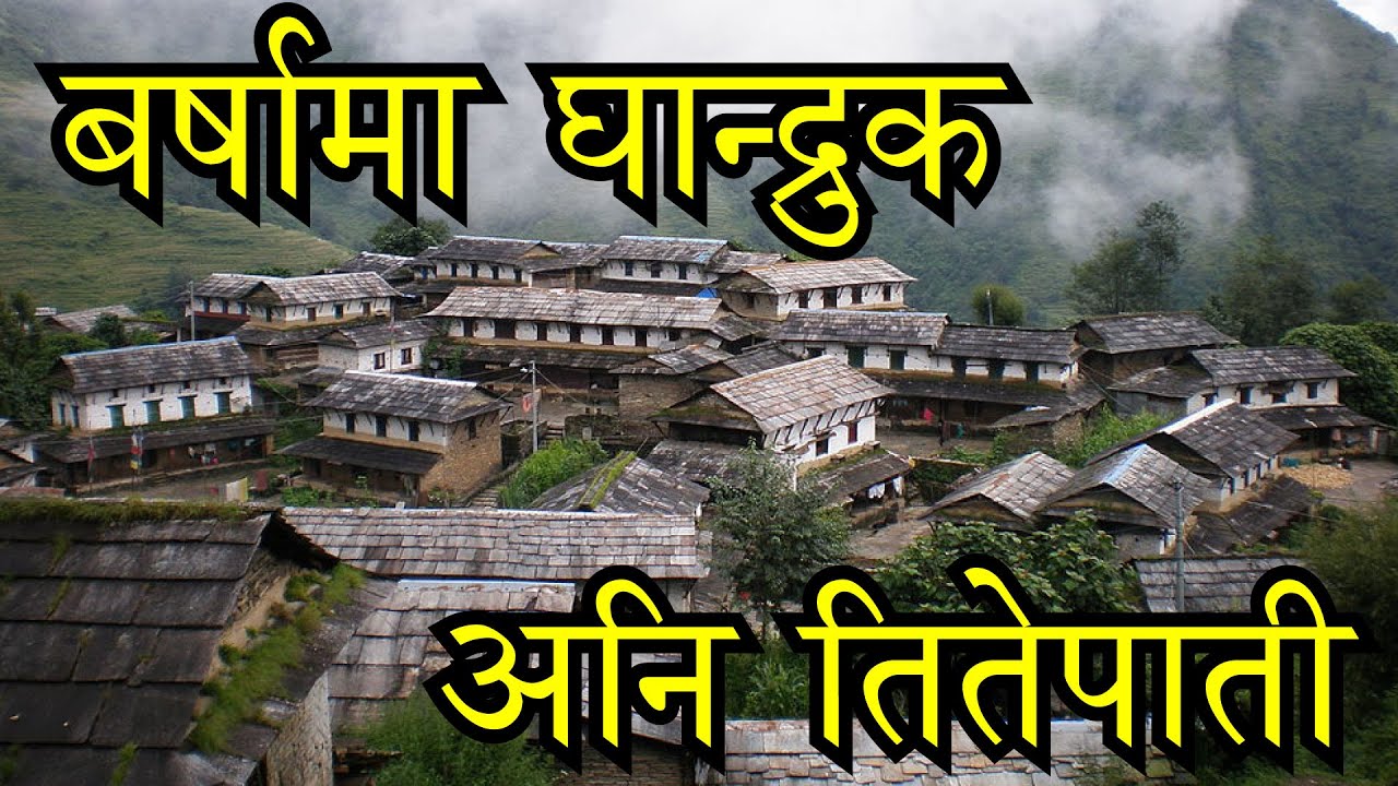 घान्द्रुकमा तितेपातीको तेल । Mugwort Oil Ghandruk Village #organicfarm #ghandruk #nature #travel