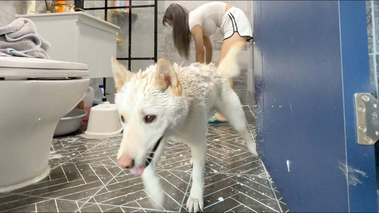 목욕중에 주인이 잠시 한눈팔자 진돗개가 보인 행동 ㅋㅋㅋㅋㅋㅋ