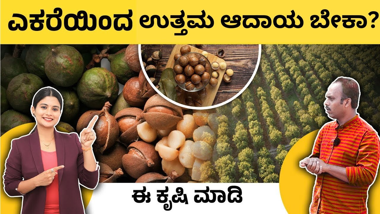 Most Expensive Nut Macadamia Farming | Profitable Macadamia Farming  | ಮೆಕಡೇಮಿಯಾ ನಟ್ ಕೃಷಿ