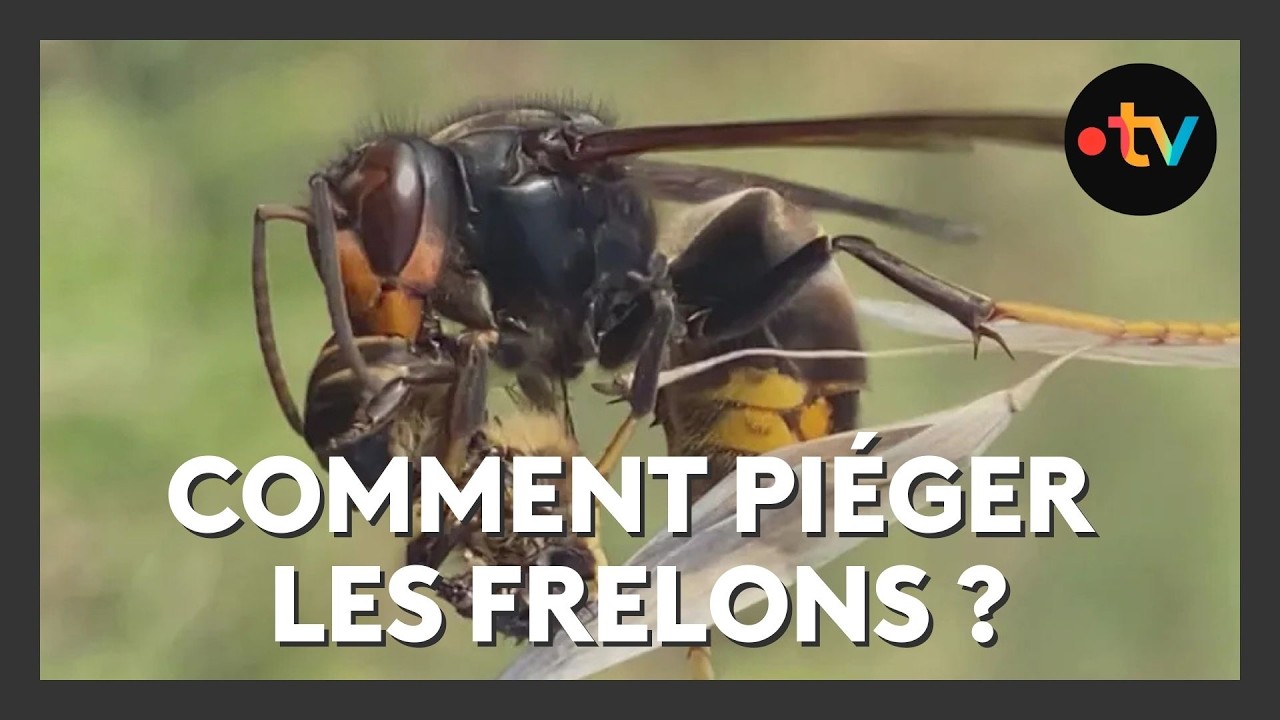 Nature : c'est le moment de pi&eacute;ger les frelons asiatiques